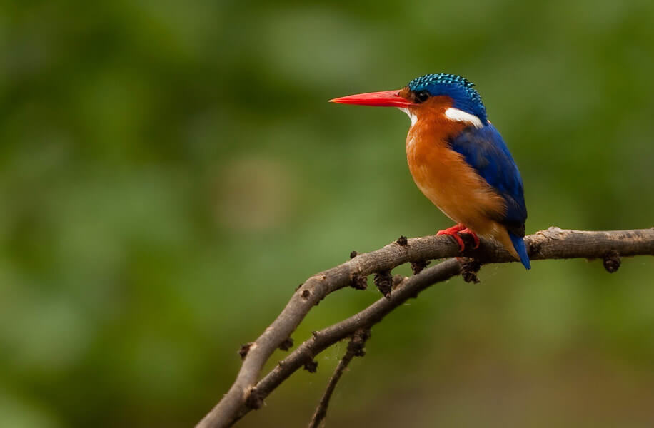 9 Days | Birdwatching Kenya Safari