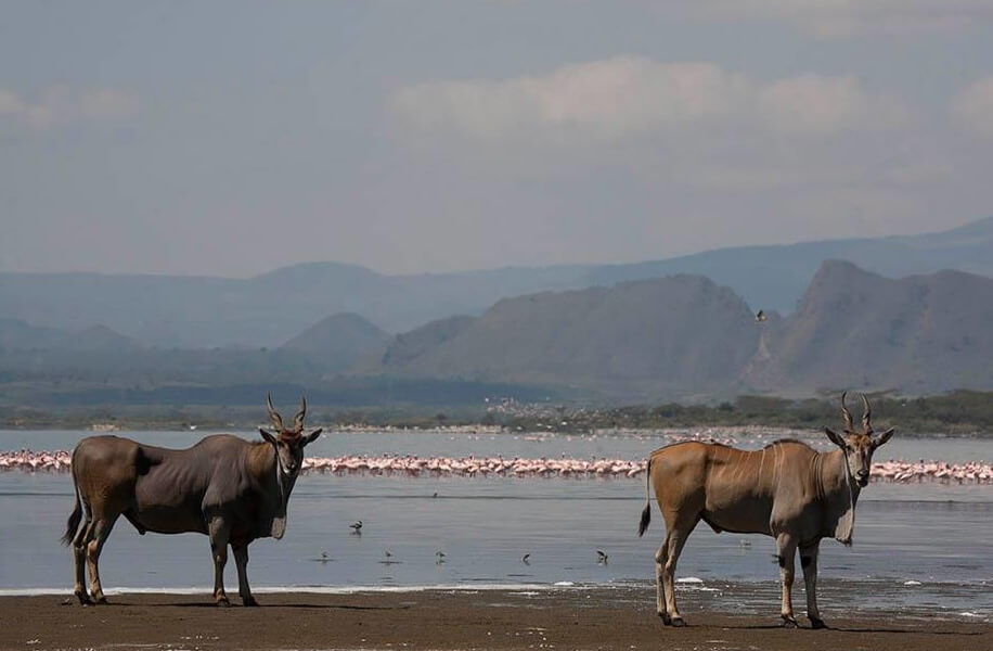 Incredible Wildlife Safari