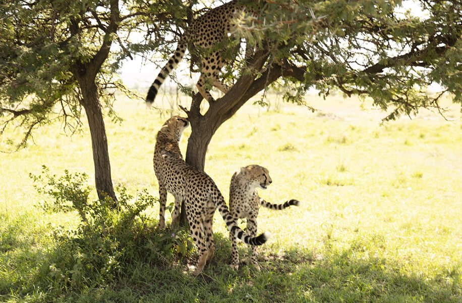 Maasai Mara safari