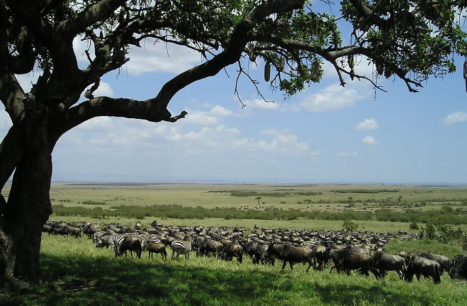 Tracks of Wildebeest