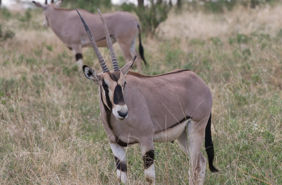 5 Days | Wings over Samburu and Masai Mara